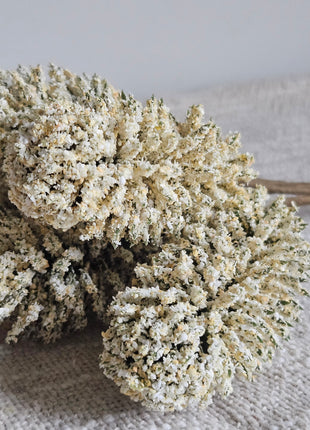 Close-up van kunsttakken wit room - realistische textuur en zachte kleuren