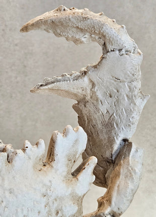 Close-Up Light & Living Ornament krab crème wit gepresenteerd op een standaard met een woonboek.