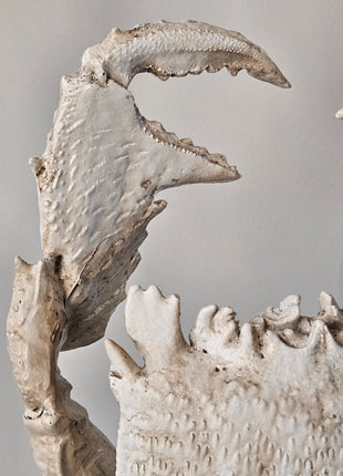 Close-Up Light & Living Ornament krab crème wit gepresenteerd op een standaard. 