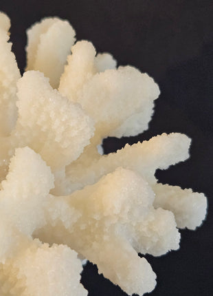 Ornament koraal crème gepresenteerd met andere decoratieve objecten