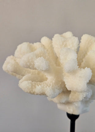 Close-up van ornament koraal crème met natuurlijke textuur en afwerking