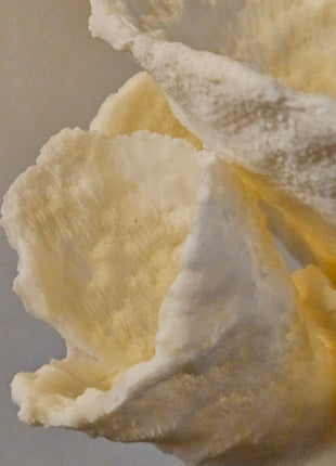 Close-Up Ornament roos crème op standaard, mooie bladeren