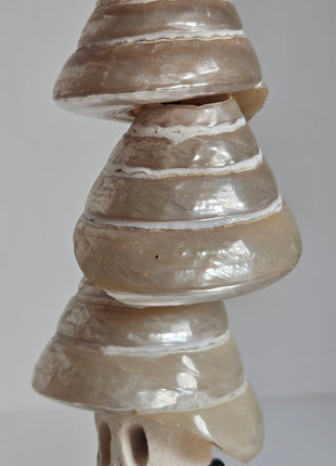 Close-up van ornament schelpentoren pearl naturel - natuurlijke schelpen en textuur