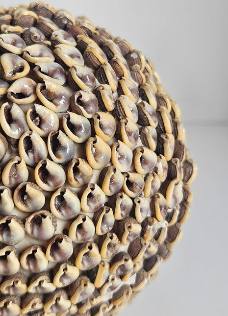 Close-up van schelpenbol decoratie naturel - natuurlijke schelpen