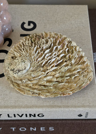 Bovenaanzicht van abalone schelp met beige-bruine kalkstructuur aan de buitenkant op een beige boek