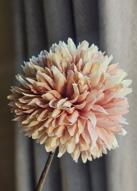 Close-Up Champagne zijdebloem Chrysanthemum Pompom  karakteristieke bolvormige bloem aan een steel, hoogte 98 cm.