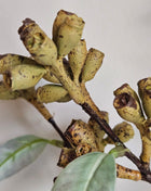 Close-up van kunstplant eucalyptus groen - natuurlijke bladstructuur