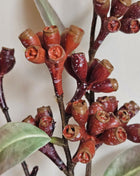 Close-up van kunstplant eucalyptus rood - ronde bladeren en rode tinten