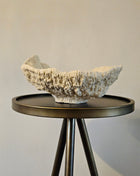 Ornament Coral crème met natuurlijke vorm 25 x 23 x 11 cm