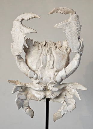 Light & Living Ornament krab crème wit gepresenteerd op een standaard. Achterkant