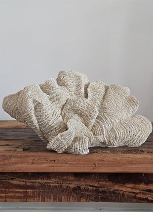 Ornament Coral Ocean