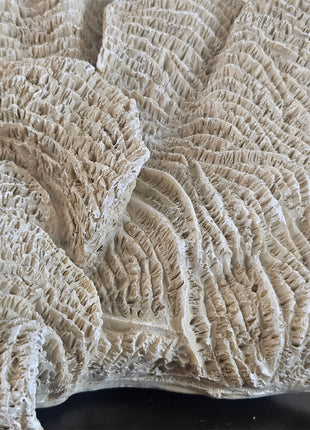 Ornament Coral Ocean