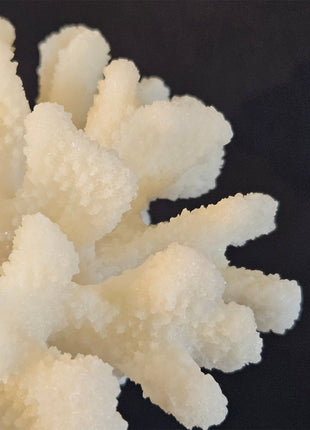 Ornament koraal crème gepresenteerd met andere decoratieve objecten