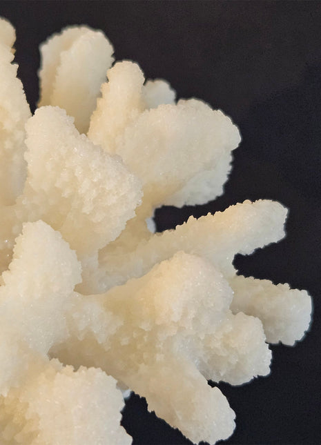 Ornament koraal crème gepresenteerd met andere decoratieve objecten