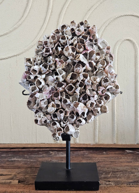Ornament van aaneengegroeide zeepokken in wit en roze-bruin tinten op een zwarte metalen standaard op een houten ondergrond voor een witte muur met stucwerk