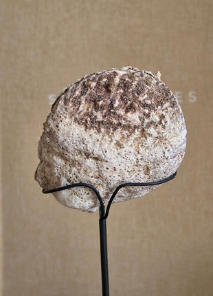 Schelpen Ornament Op Standaard