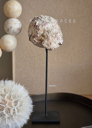 Schelpen Ornament Op Standaard