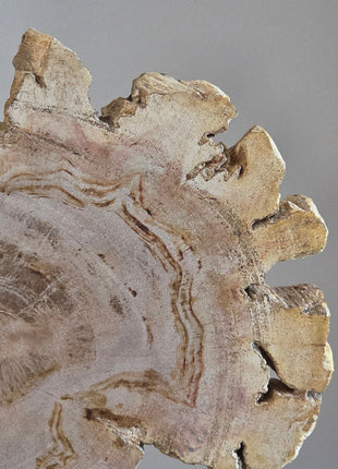 Versteend Hout Op Standaard
