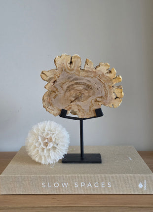 Versteend Hout Op Standaard