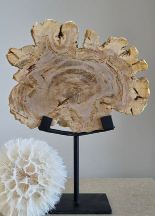 Versteend Hout Op Standaard