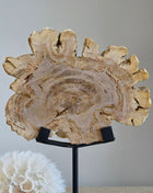 Versteend Hout Op Standaard