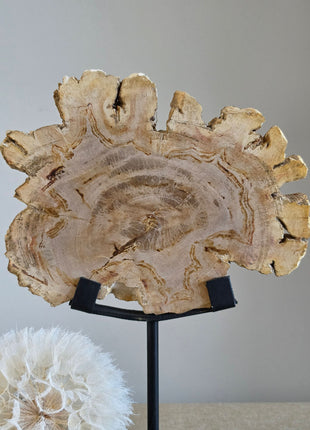 Versteend Hout Op Standaard