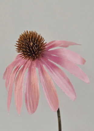 Detailopname van de oud roze bloemblaadjes en het bruine hart van de kunst-Echinacea.